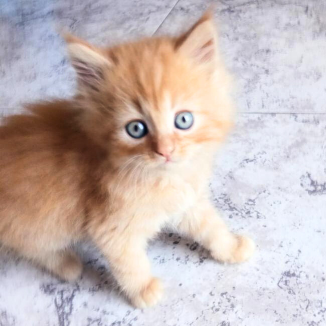GATITO PERSA EUROPEO NARANJA