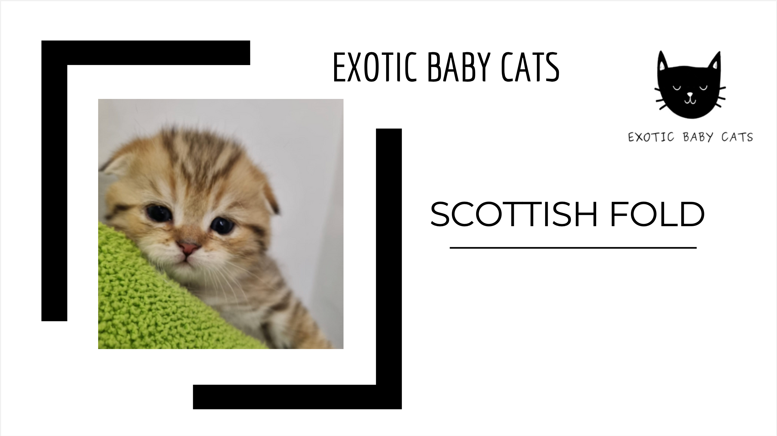 scottish-fold-portada