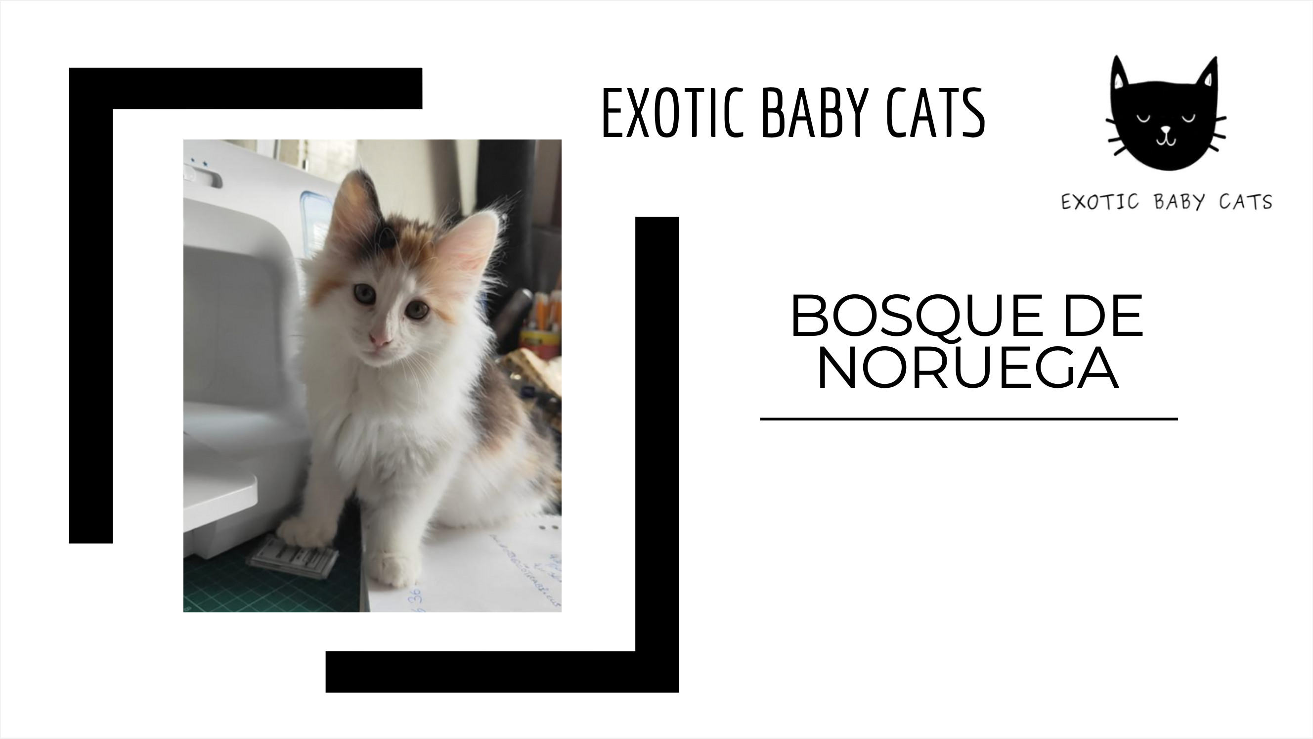 bosque de noruega portada